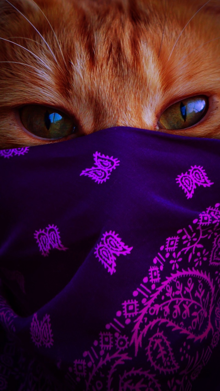 Обои кошка в платке 2021-01, бакенбарды, голова, кот, глаз в разрешении 720x1280