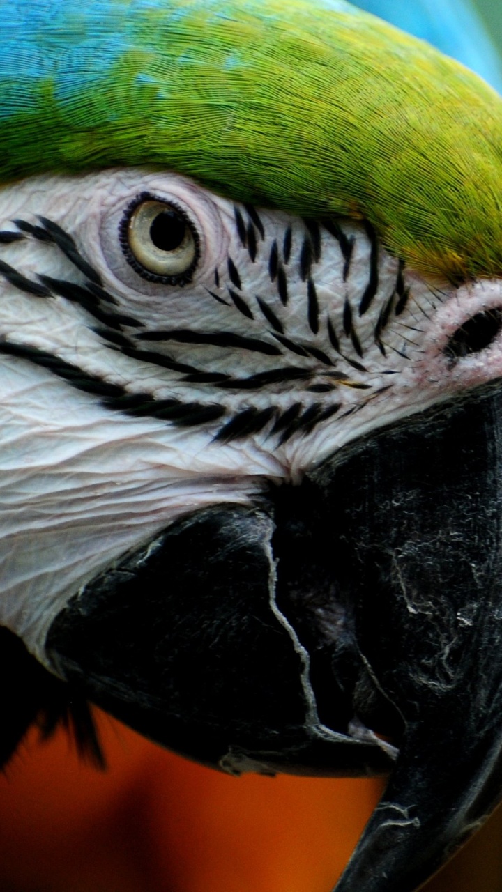 Обои Ара, Скарлет Ара, клюв, птица, попугай в разрешении 720x1280