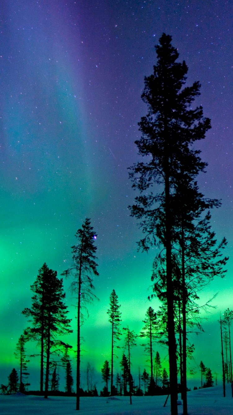 Обои Аврора, природа, дерево, биом, Абиско в разрешении 750x1334