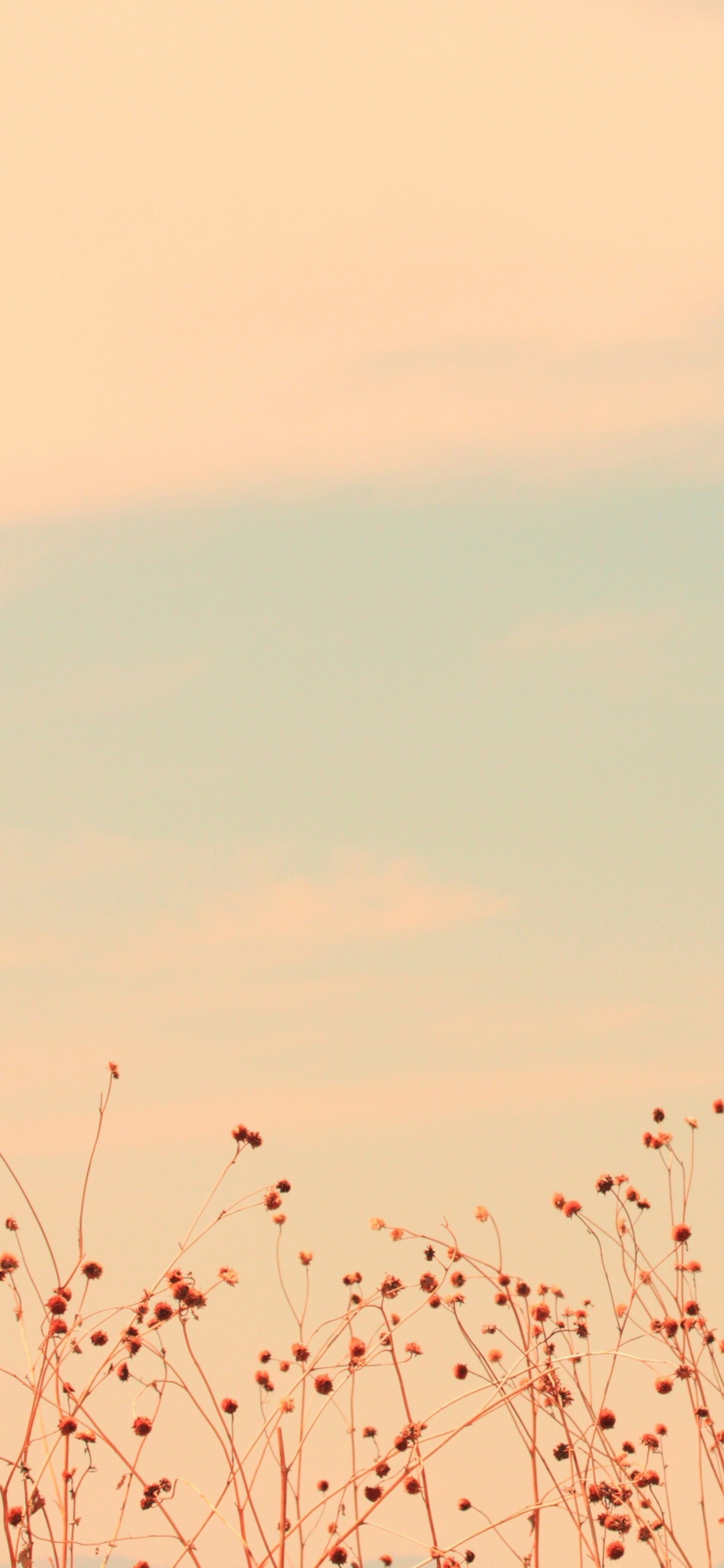 Обои красный цвет, розовый, атмосфера, растение, ветвь в разрешении 1125x2436