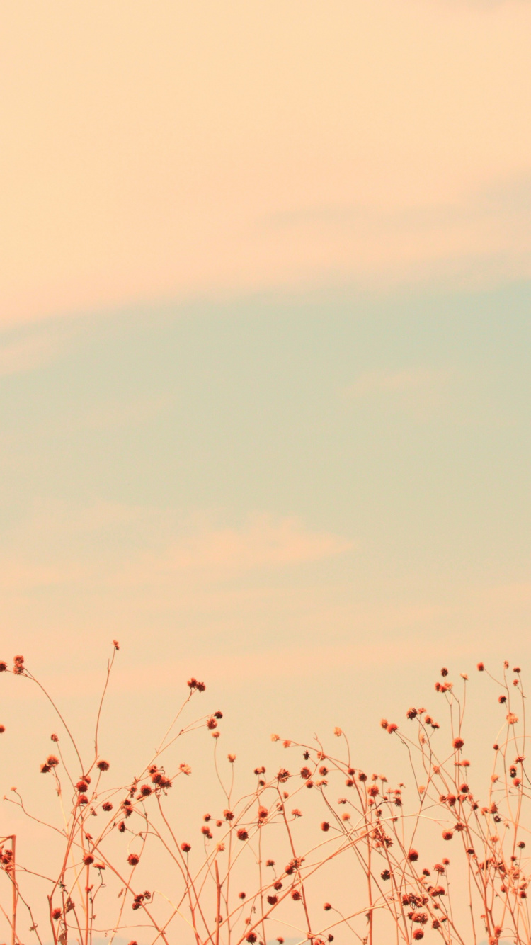 Обои красный цвет, розовый, атмосфера, растение, ветвь в разрешении 750x1334