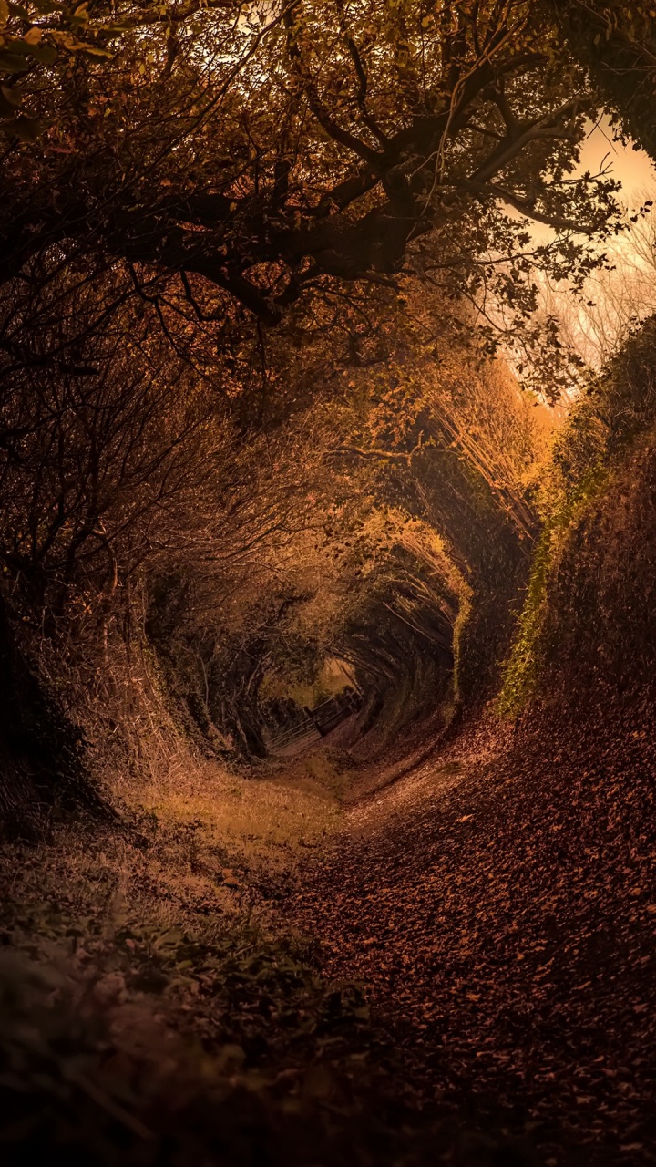 Обои Хоббит, арт, живопись, визуальное искусство, художественная краска в разрешении 720x1280