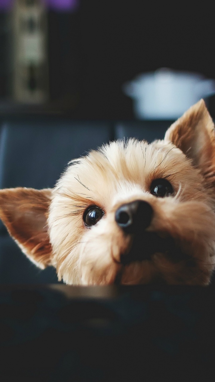 Обои производитель корма для собак из Таиланда, датский дог, корм, кот, кошачий корм в разрешении 720x1280