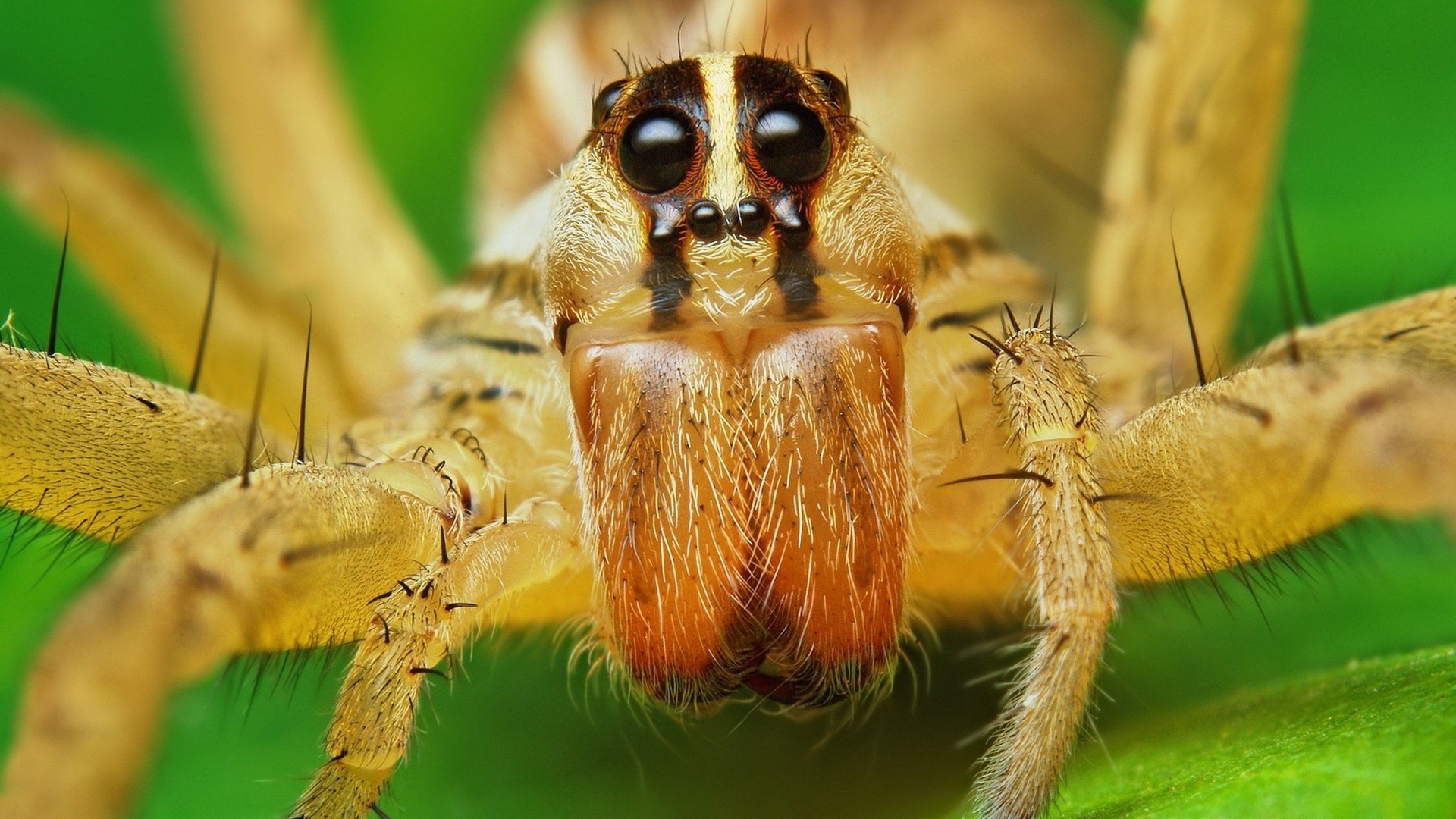 Обои паук, насекомое, живая природа, членистоногое, фауна в разрешении 1920x1080