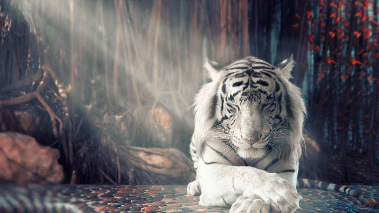 Обои Белый тигр, бенгальский тигр, кошачьих, тигр, живая природа в разрешении 1280x720