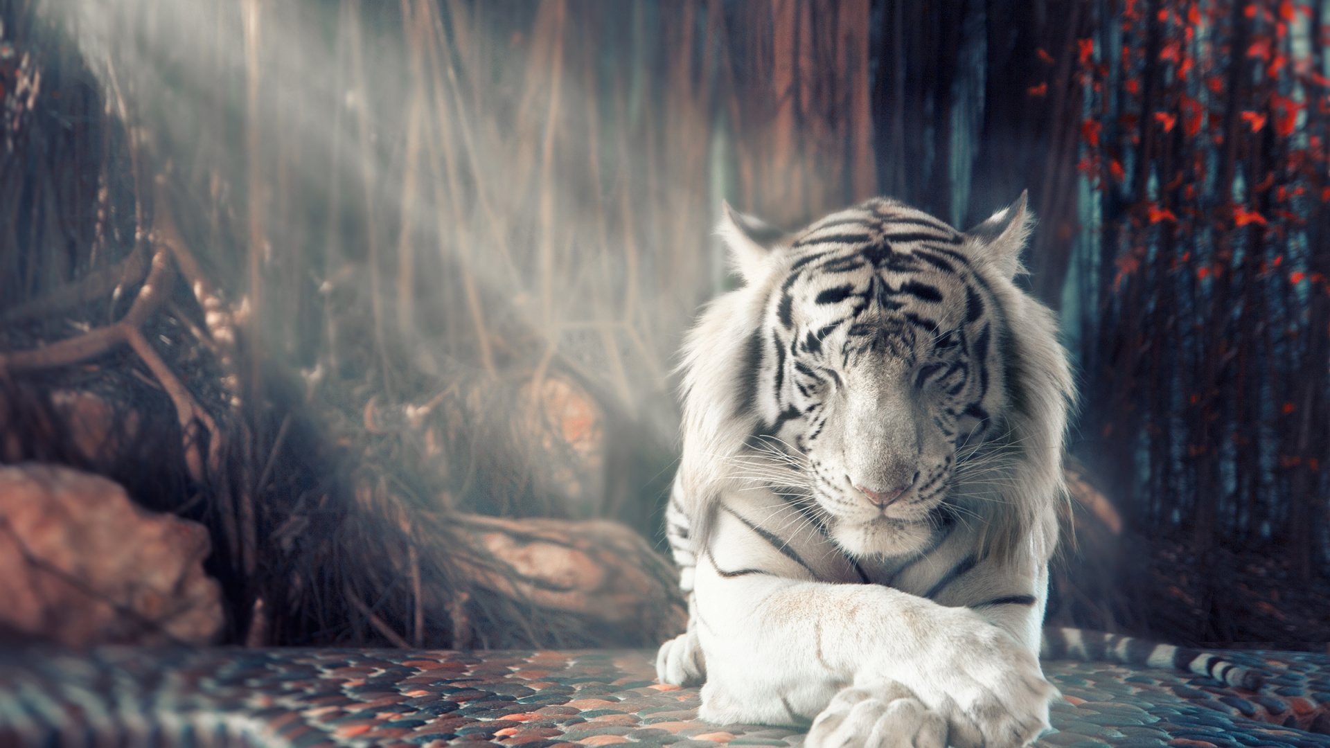 Обои Белый тигр, бенгальский тигр, кошачьих, тигр, живая природа в разрешении 1920x1080