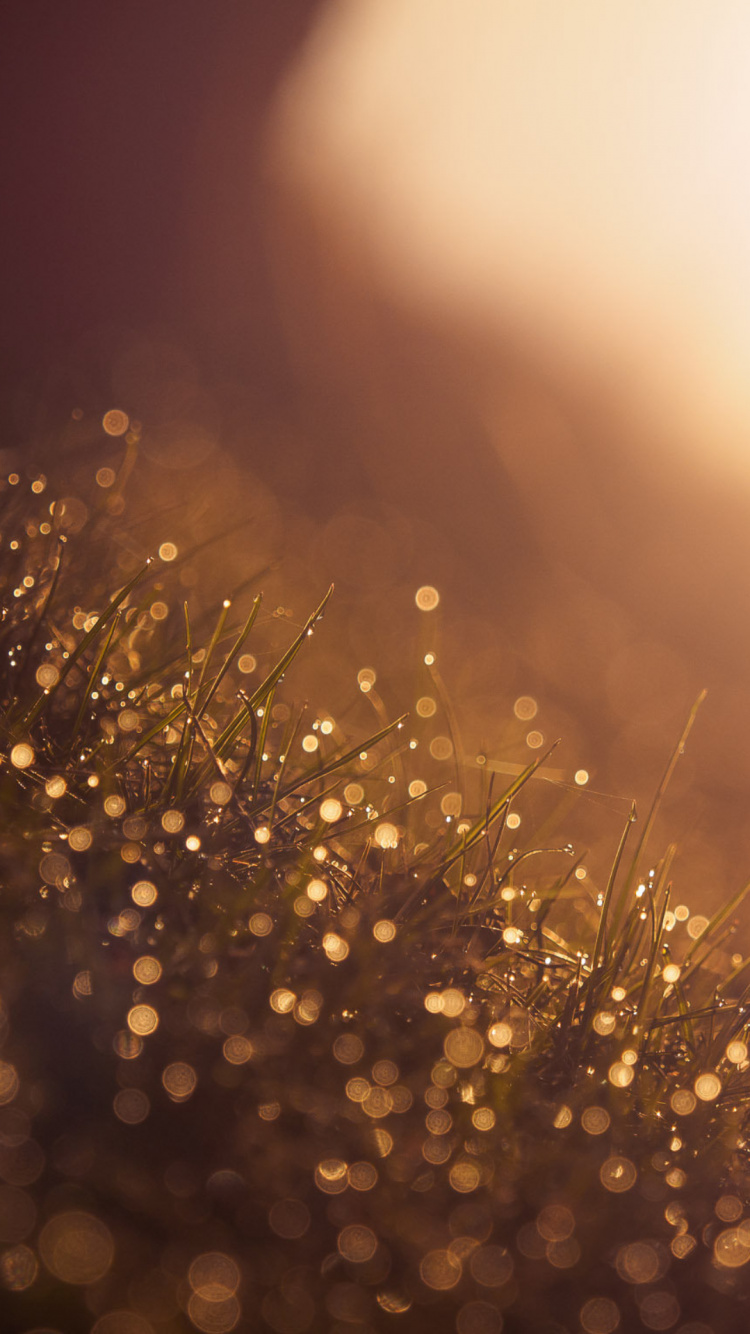 Обои Янтарь, жидкий, золото, событие, тепло в разрешении 750x1334