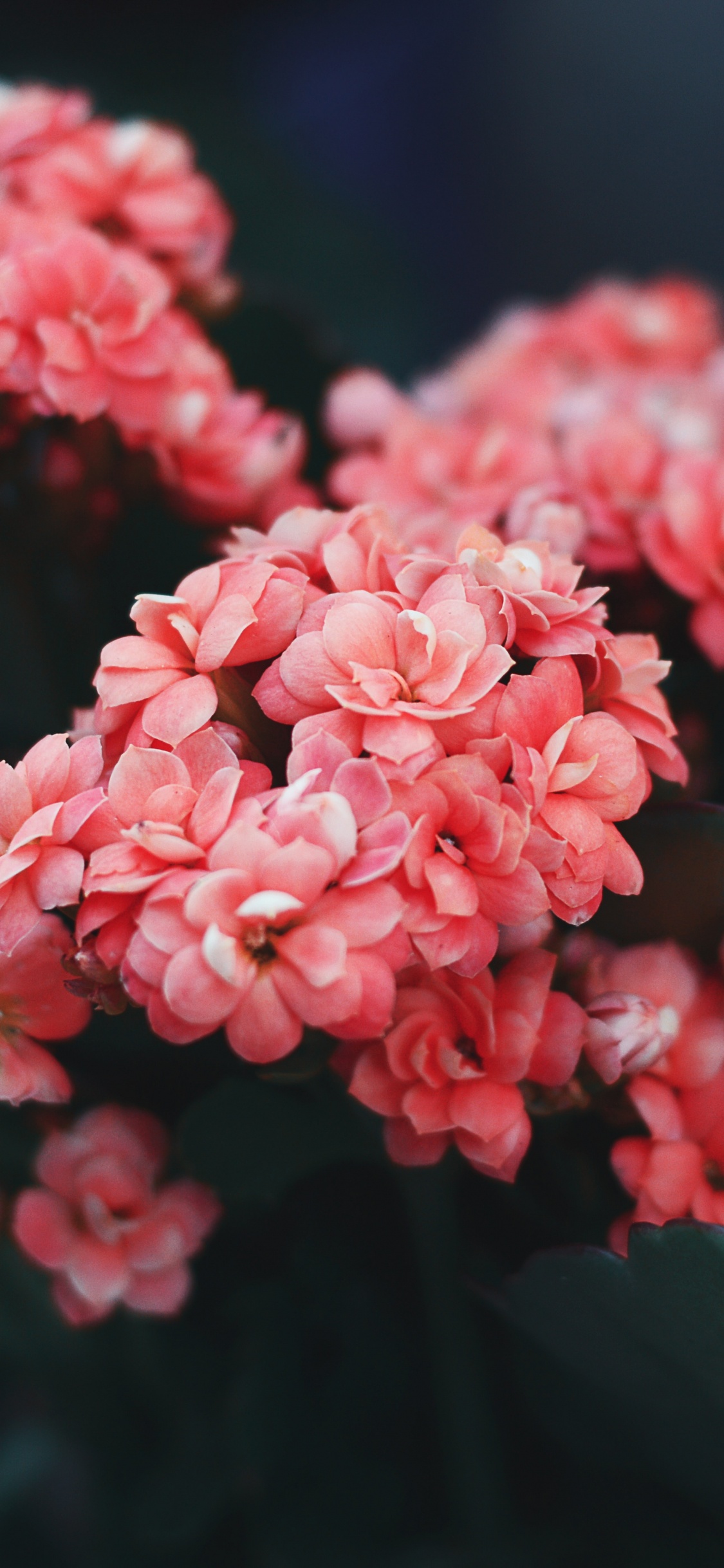 Обои цветок, цветочный дизайн, полевой цветок, Роза, розовый в разрешении 1125x2436