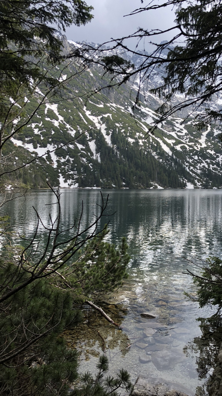 Обои вода, ветвь, прут, Банк, водоток в разрешении 750x1334