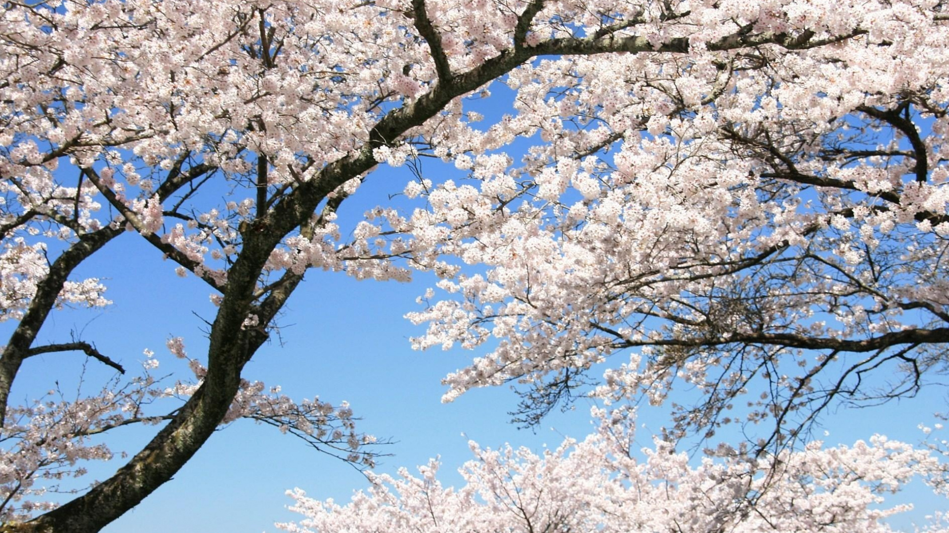 Белая Сакура дерево