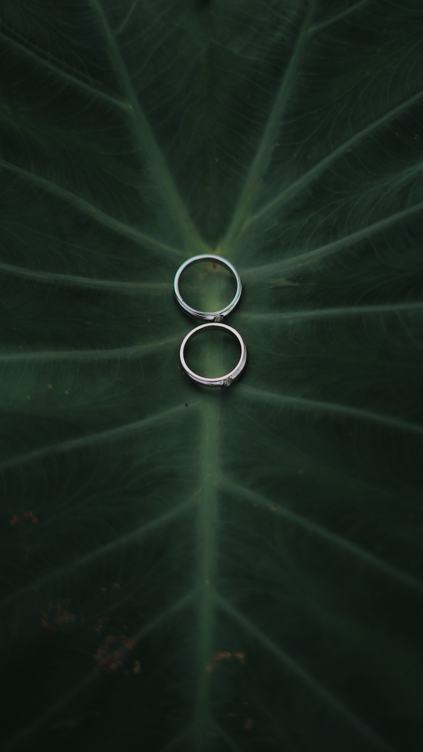 Обои атмосфера, зеленый, вода, круг, технологии в разрешении 1440x2560