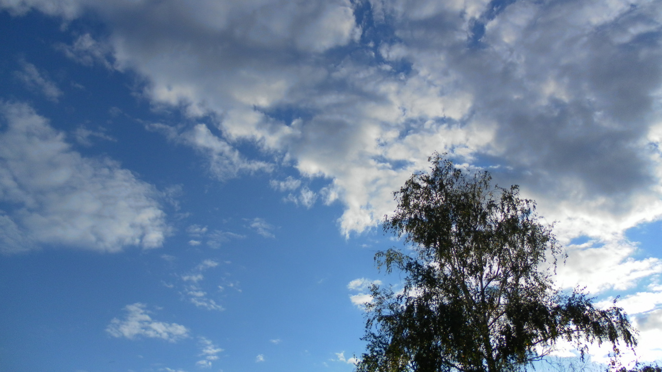 Обои кучевое облако, облако, дневное время, дерево, атмосфера в разрешении 1366x768