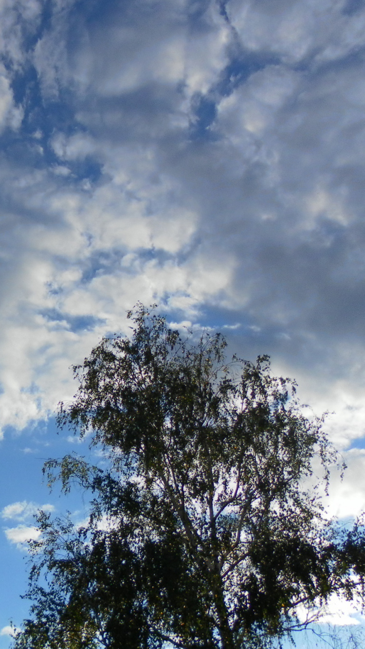 Обои кучевое облако, облако, дневное время, дерево, атмосфера в разрешении 750x1334