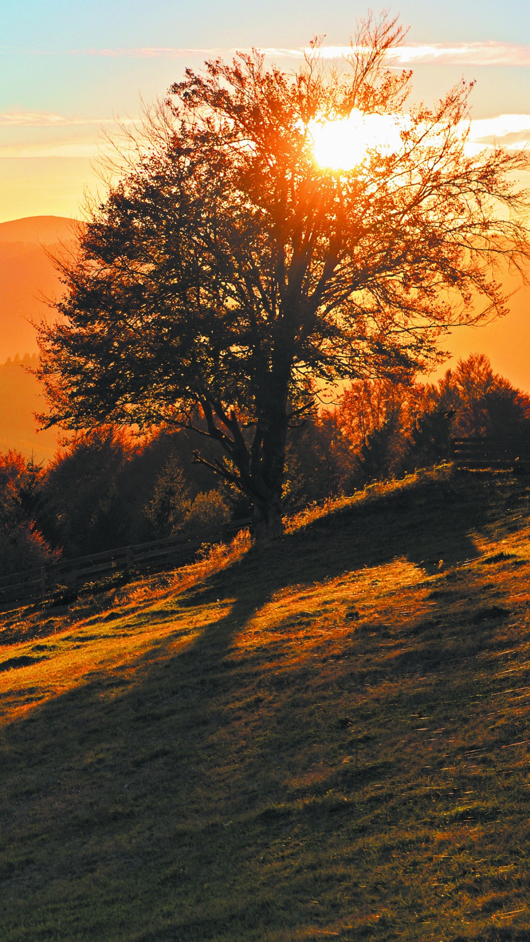 Обои Отель Auberge Ла-Кухней, природа, дерево, утро, лист в разрешении 1080x1920