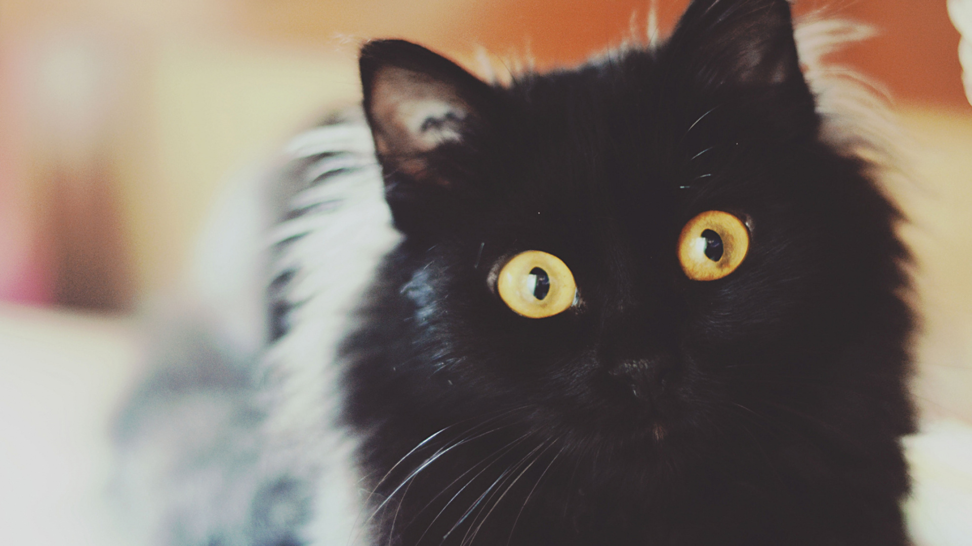 Обои котенок, черная кошка, черный, тигр, фауна в разрешении 1920x1080