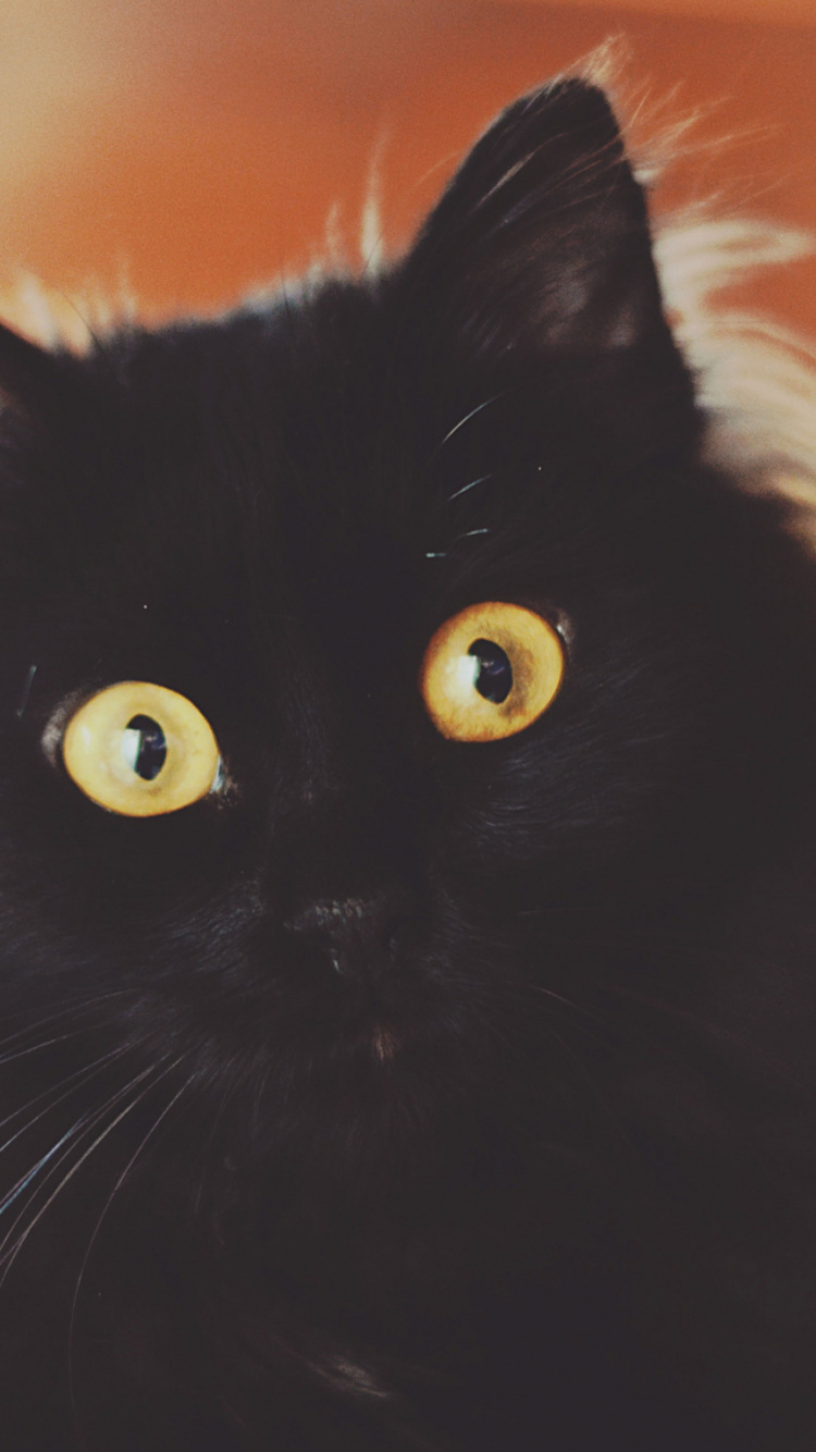 Обои котенок, черная кошка, черный, тигр, фауна в разрешении 750x1334