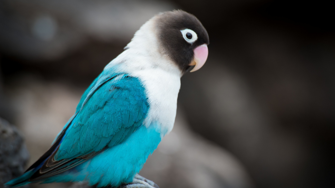 Обои красивый попугай, Неразлучник, волнистый попугайчик, Бирюзовый попугай, Ара в разрешении 1366x768