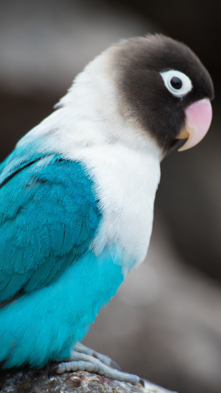 Обои красивый попугай, Неразлучник, волнистый попугайчик, Бирюзовый попугай, Ара в разрешении 750x1334