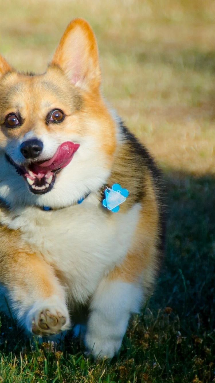 Обои вельш корги, вельш корги пемброк, собака породы, кардиган вельш корги, морда в разрешении 750x1334