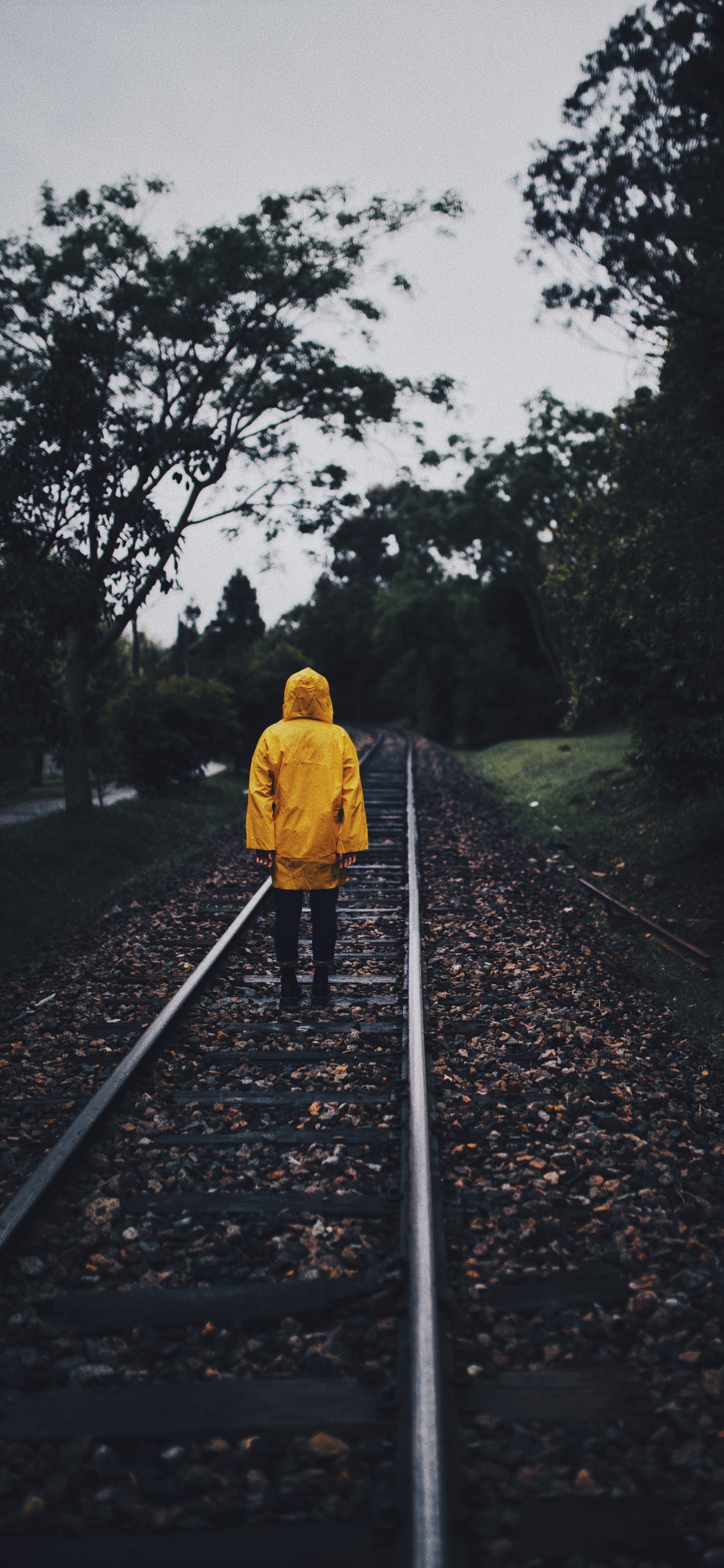 Обои транспорт, трек, желтый, линия, дерево в разрешении 1242x2688