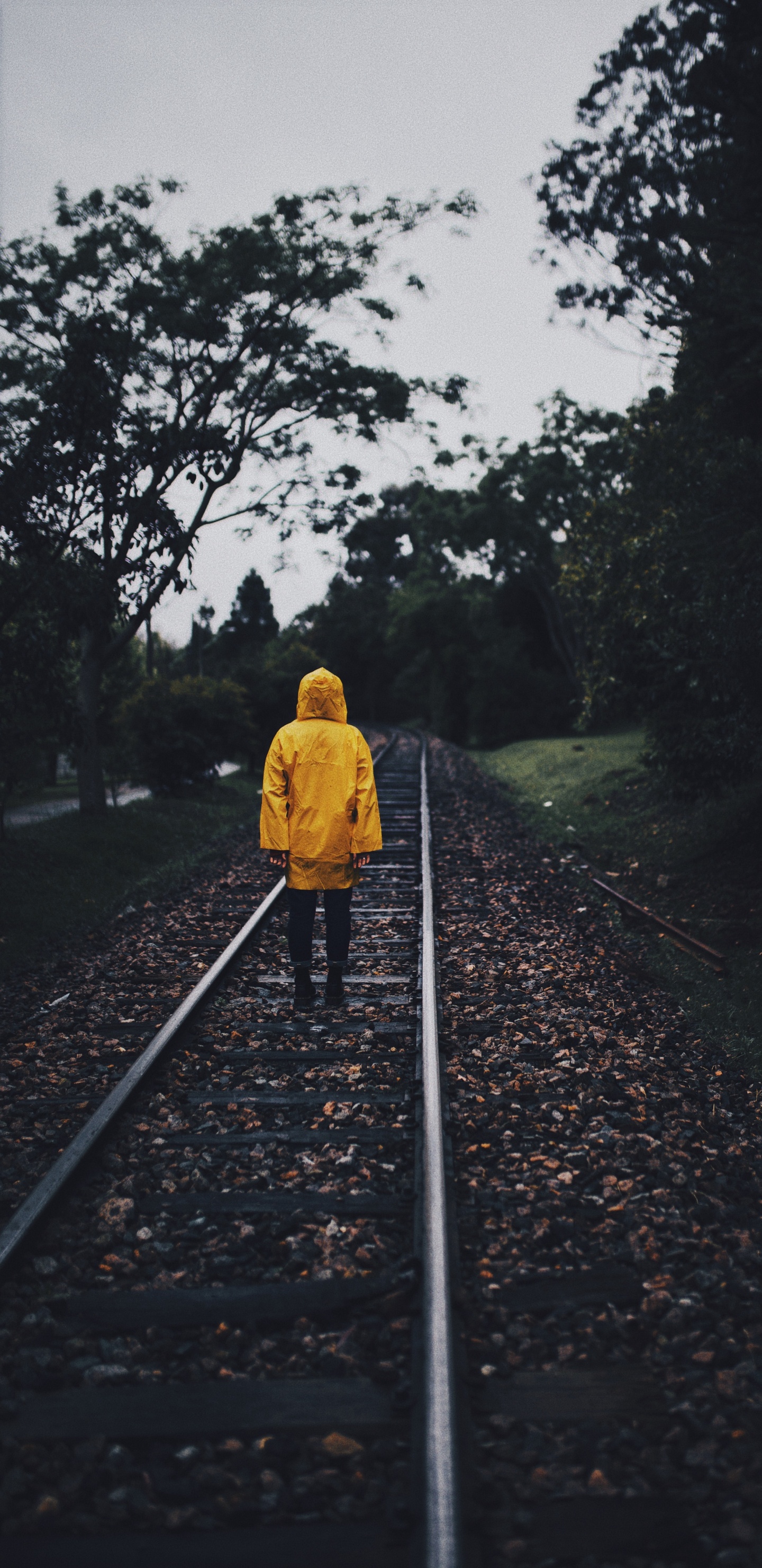 Обои транспорт, трек, желтый, линия, дерево в разрешении 1440x2960