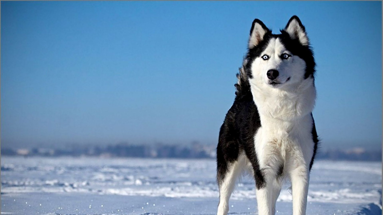Обои Себирская Хаски, хаски, щенок, пес, собака породы в разрешении 1280x720
