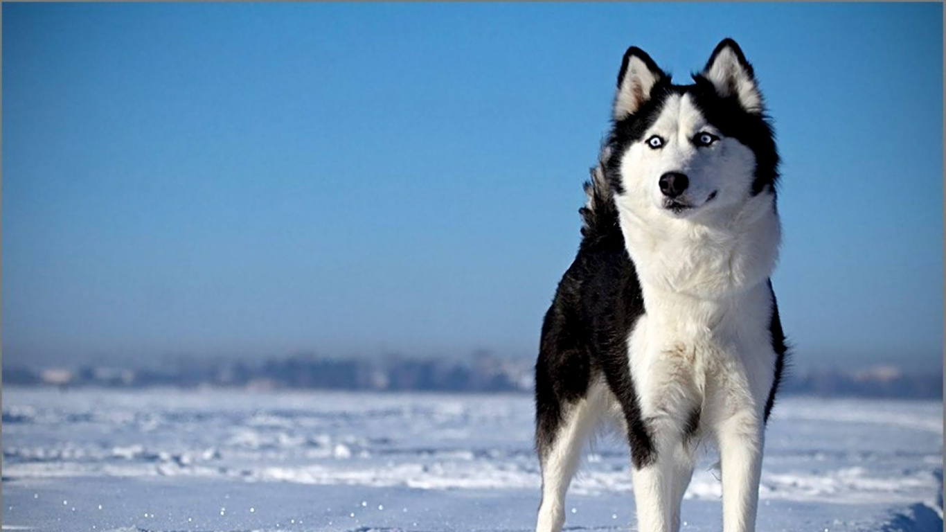 Обои Себирская Хаски, хаски, щенок, пес, собака породы в разрешении 1366x768