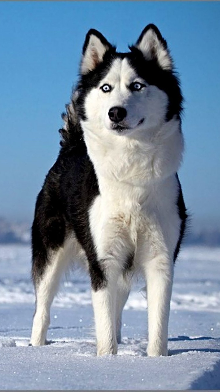 Обои Себирская Хаски, хаски, щенок, пес, собака породы в разрешении 720x1280