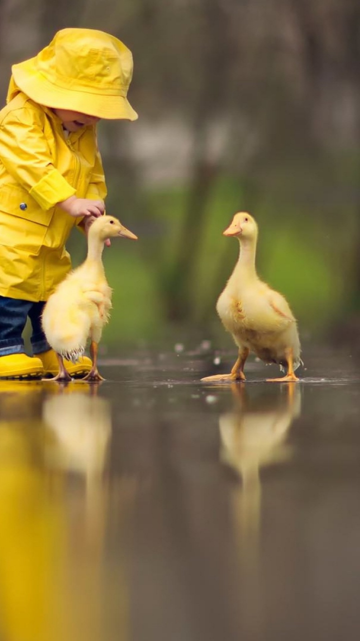 Обои утка, вода, птица, гидроресурсы, игрушка в разрешении 720x1280