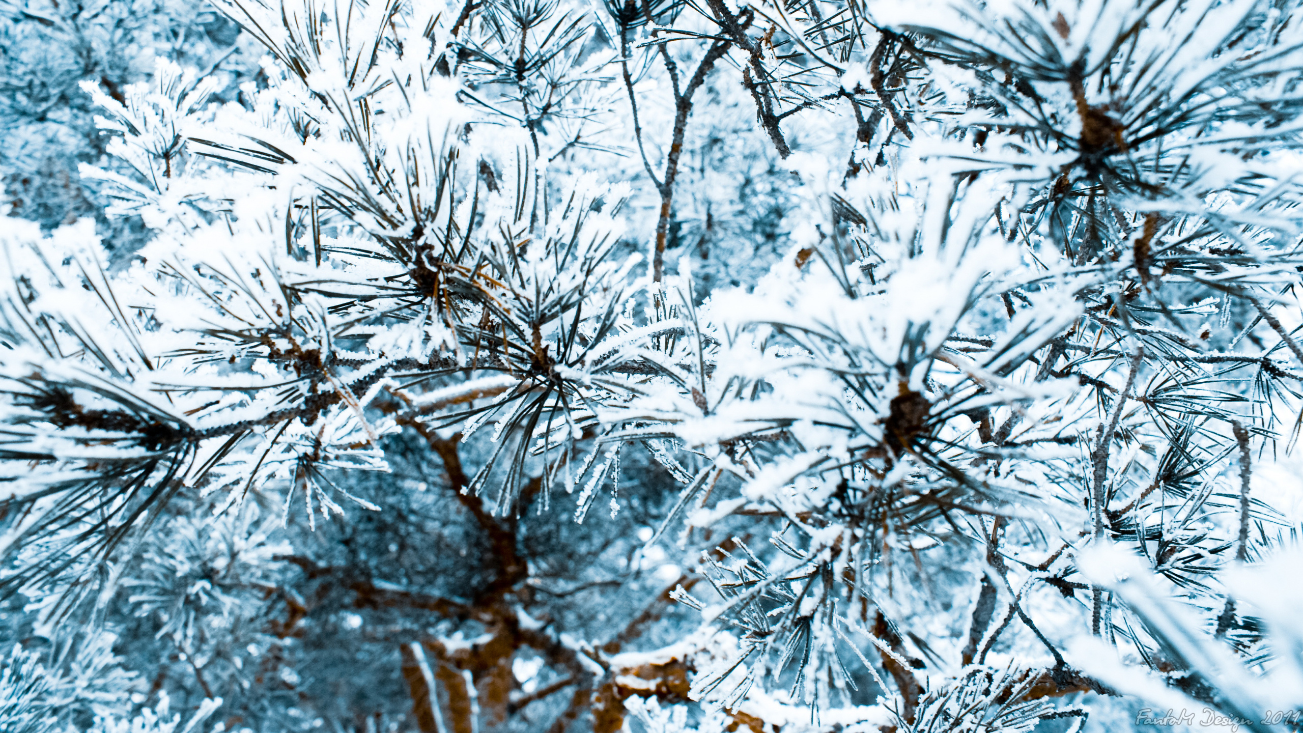 Обои сосна, снег, дерево, ветвь, зима в разрешении 2560x1440