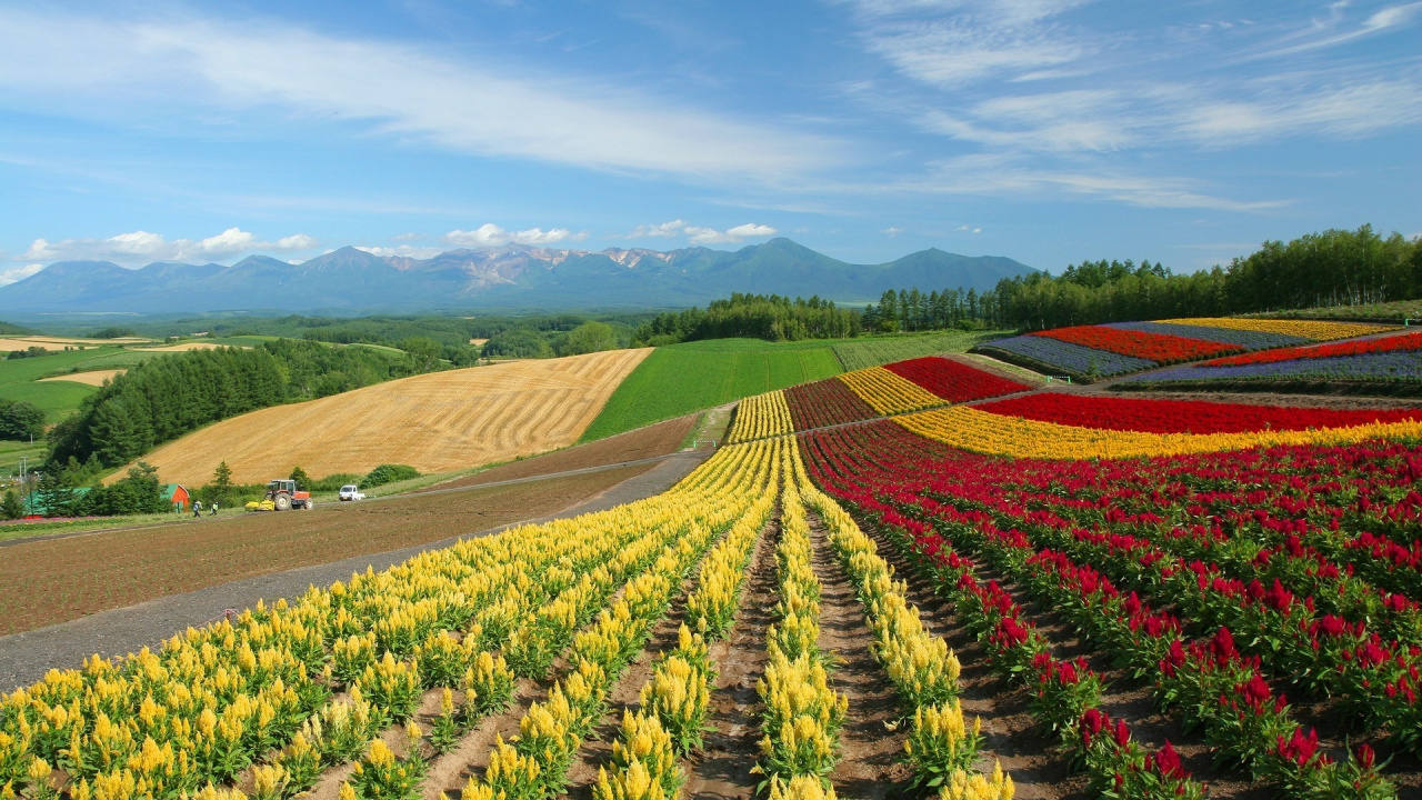 Обои Ферма, плантация, сельский район, сельское хозяйство, урожай в разрешении 1280x720