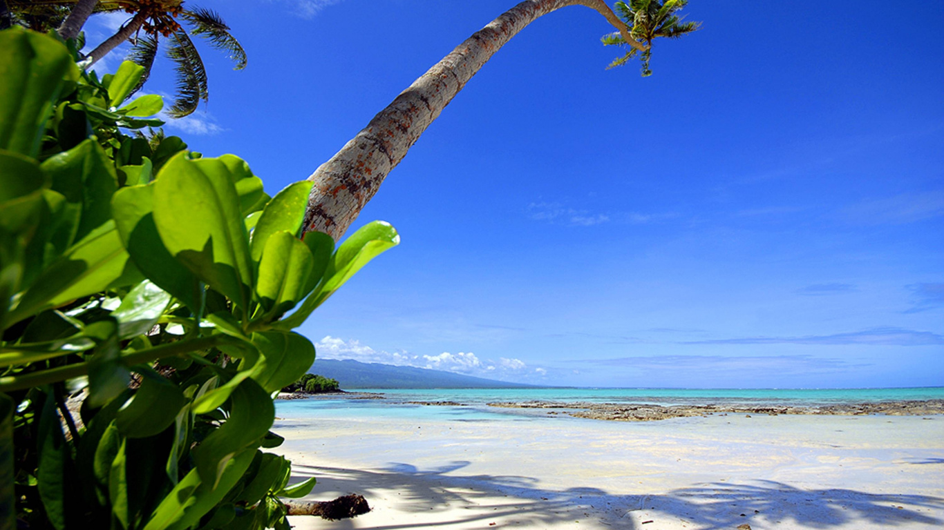 Обои пляж, тропическая зона, растительность, Пальма, Карибский бассейн в разрешении 1366x768