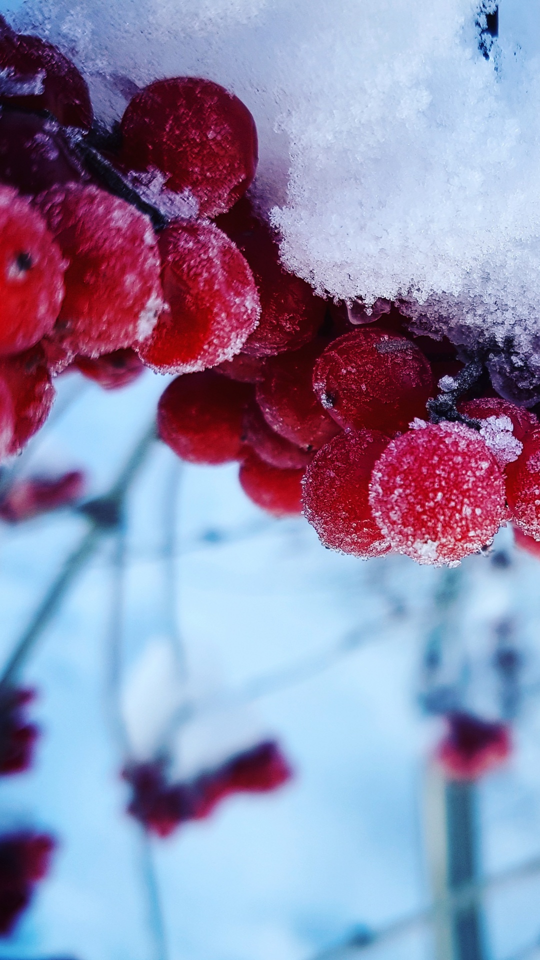 Обои зима, снег, простуда, ягоды, фрукты в разрешении 1080x1920