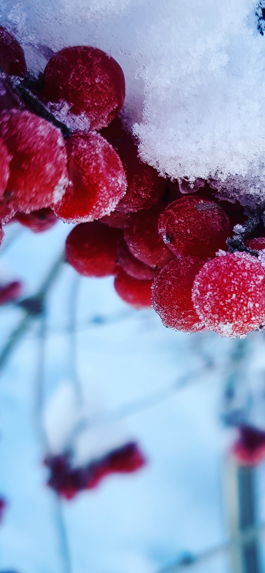 Обои зима, снег, простуда, ягоды, фрукты в разрешении 1125x2436