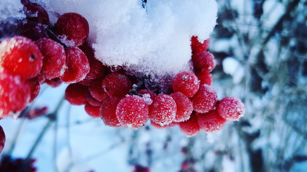 Обои зима, снег, простуда, ягоды, фрукты в разрешении 1280x720