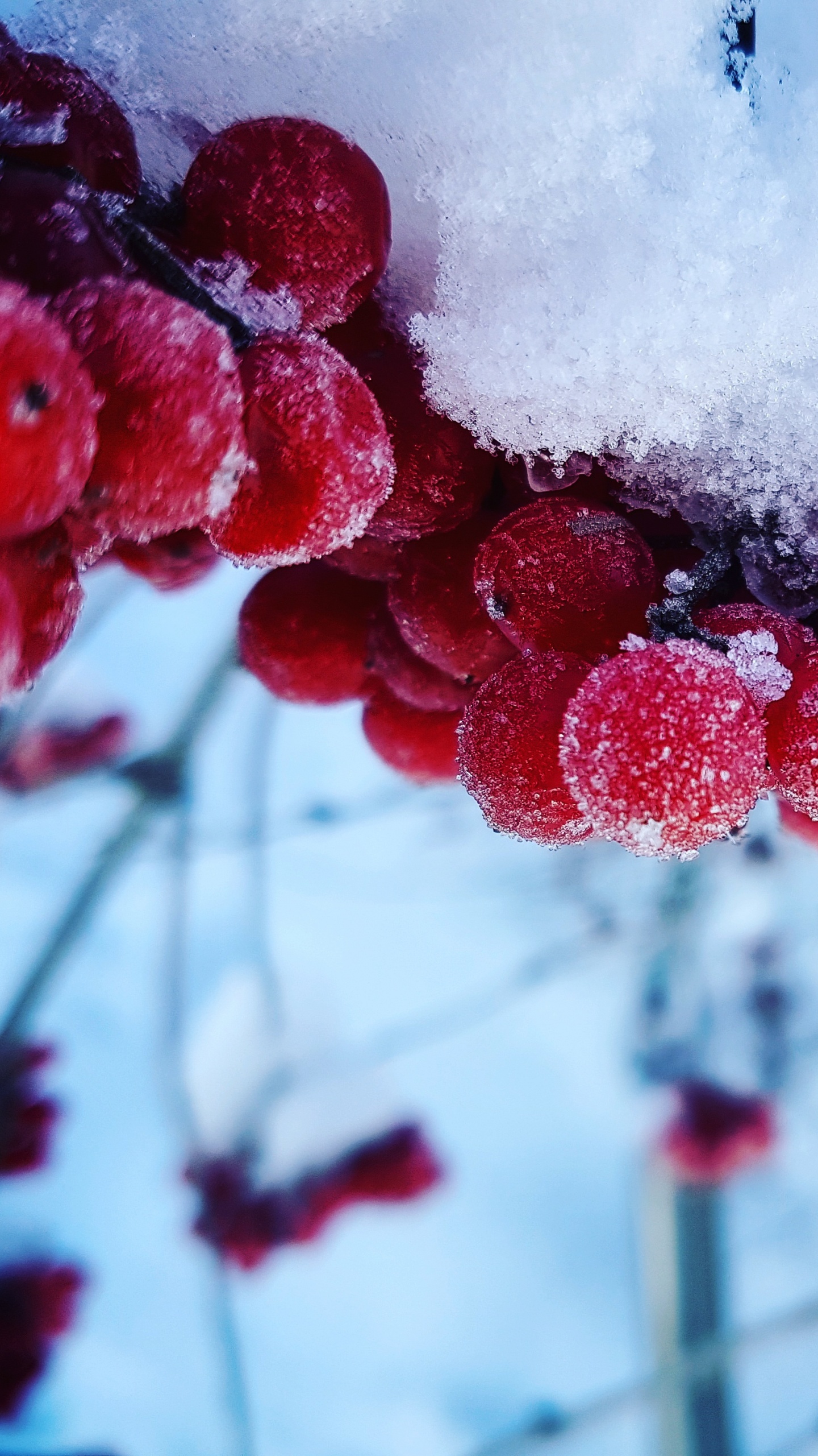 Обои зима, снег, простуда, ягоды, фрукты в разрешении 1440x2560
