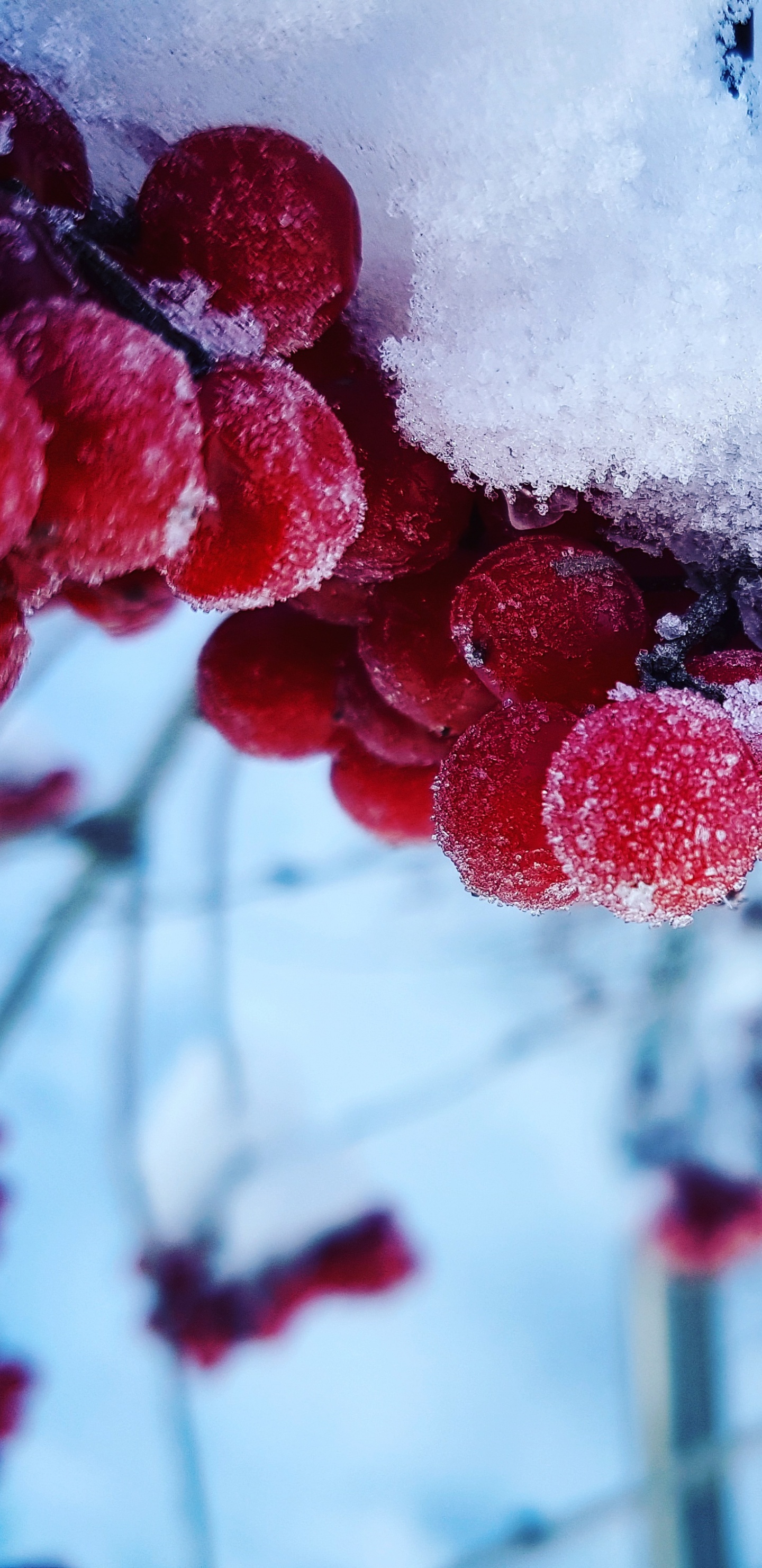 Обои зима, снег, простуда, ягоды, фрукты в разрешении 1440x2960
