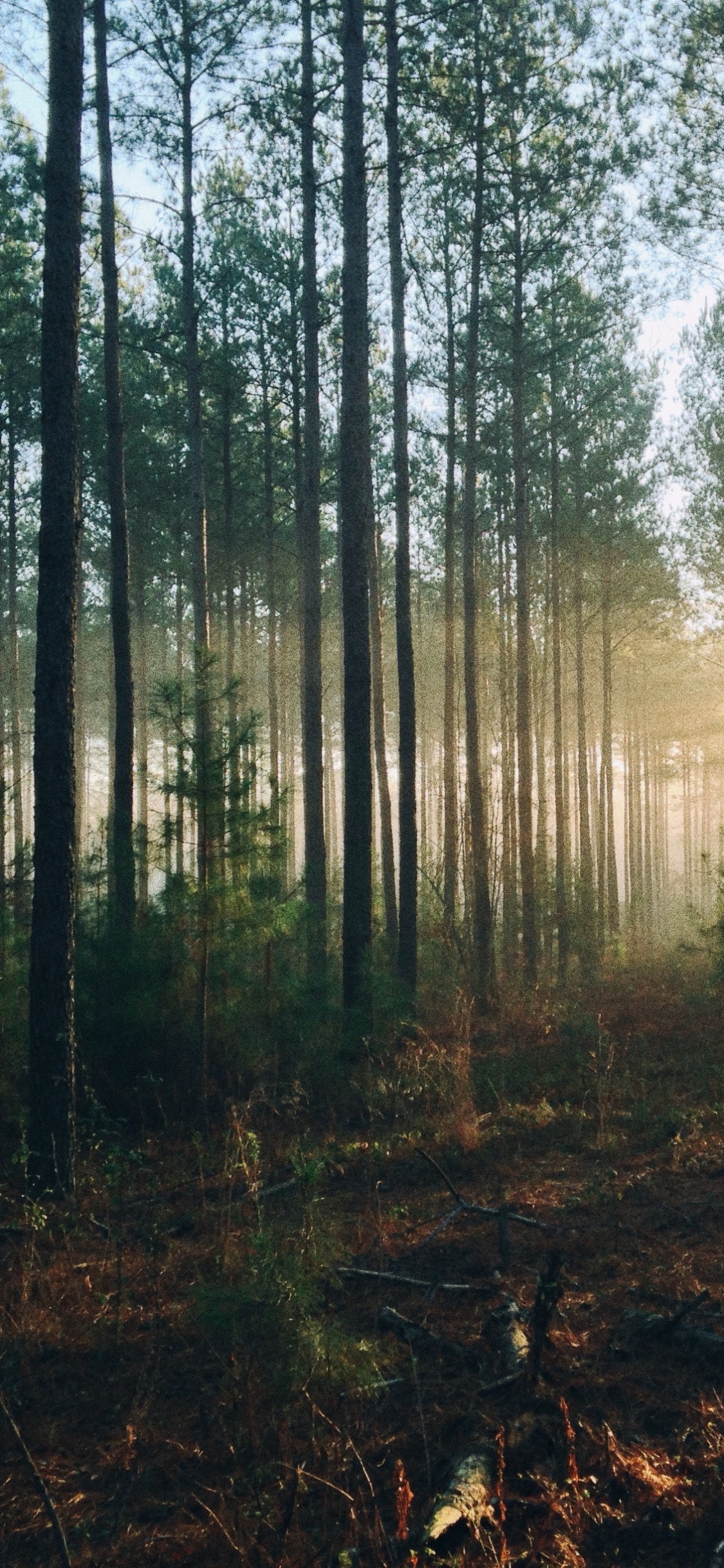 Обои лес, солнечный свет, лесистая местность, тропический лес, роща в разрешении 1125x2436