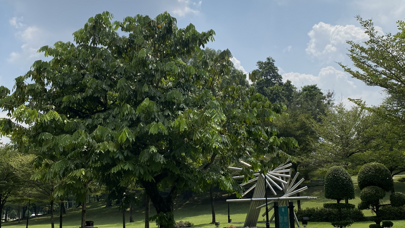 Обои облако, дерево, парк, сад, кучевое облако в разрешении 1366x768