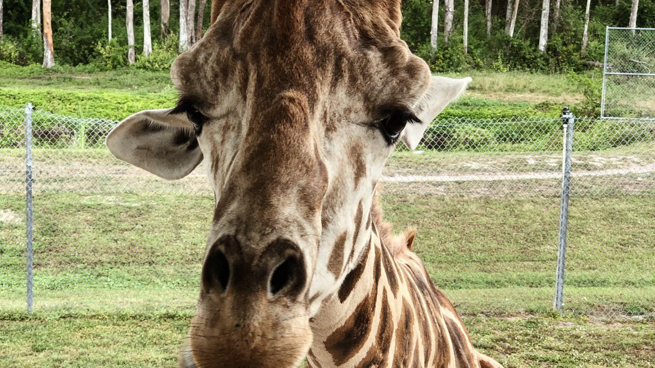 Обои Жираф, наземные животные, наука, биология, природа в разрешении 1280x720