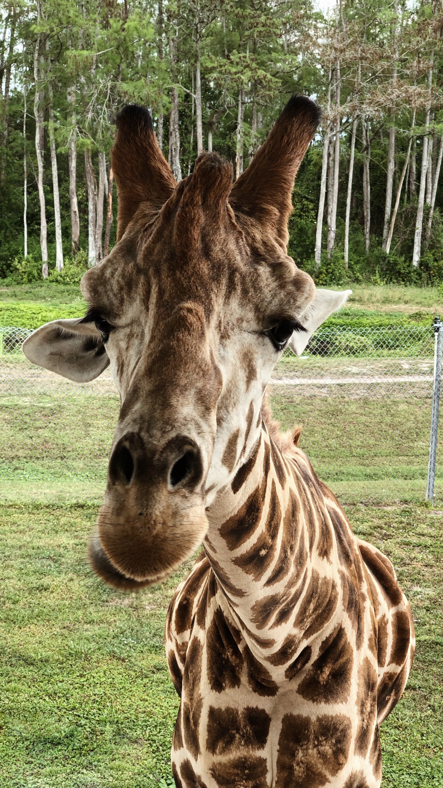 Обои Жираф, наземные животные, наука, биология, природа в разрешении 1440x2560