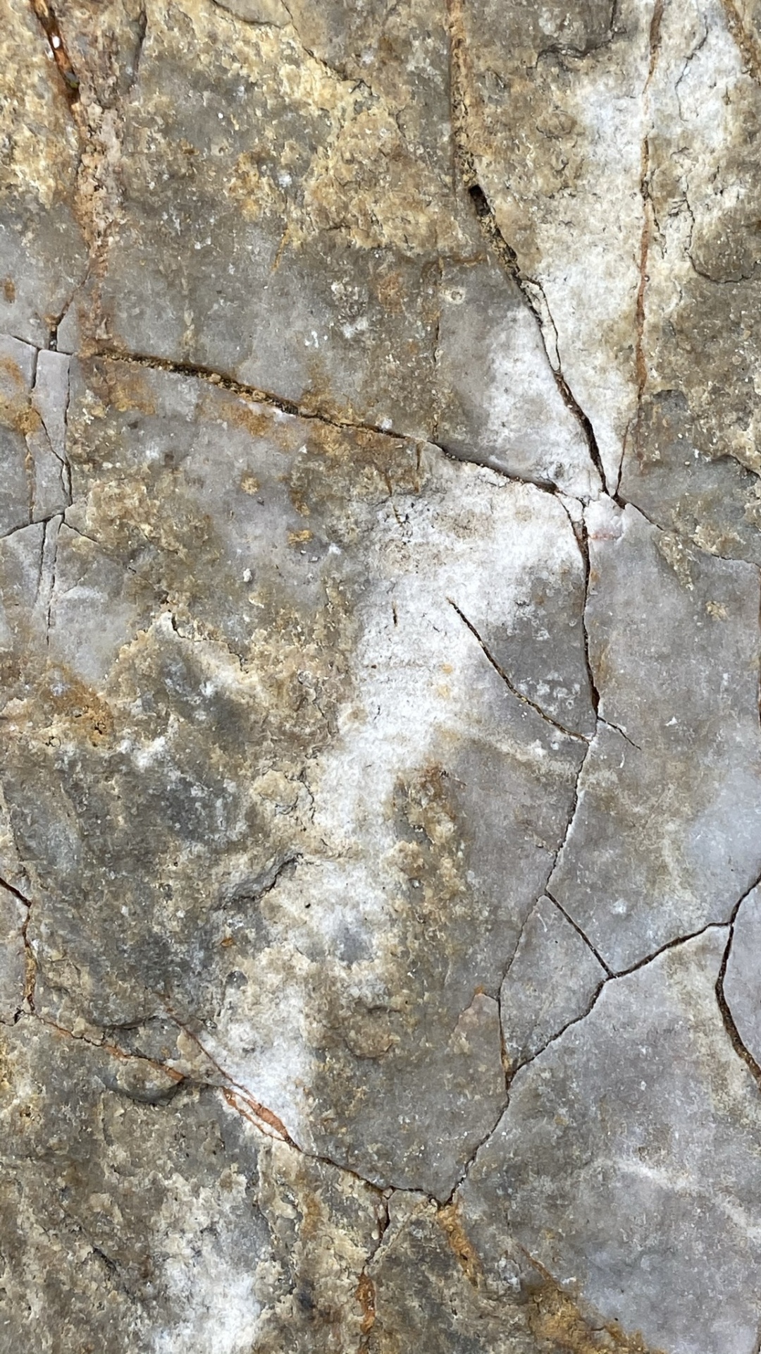 Обои стена, обнажение, коричневый цвет, коренная порода, древесина в разрешении 1080x1920