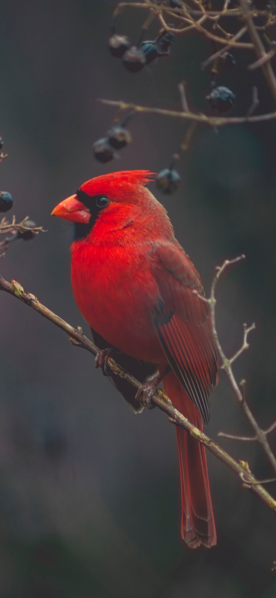 Обои Северный кардинал, количественное числительное, птица, клюв, живая природа в разрешении 1125x2436