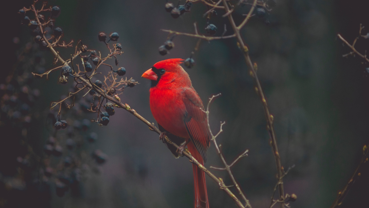 Обои Северный кардинал, количественное числительное, птица, клюв, живая природа в разрешении 1280x720