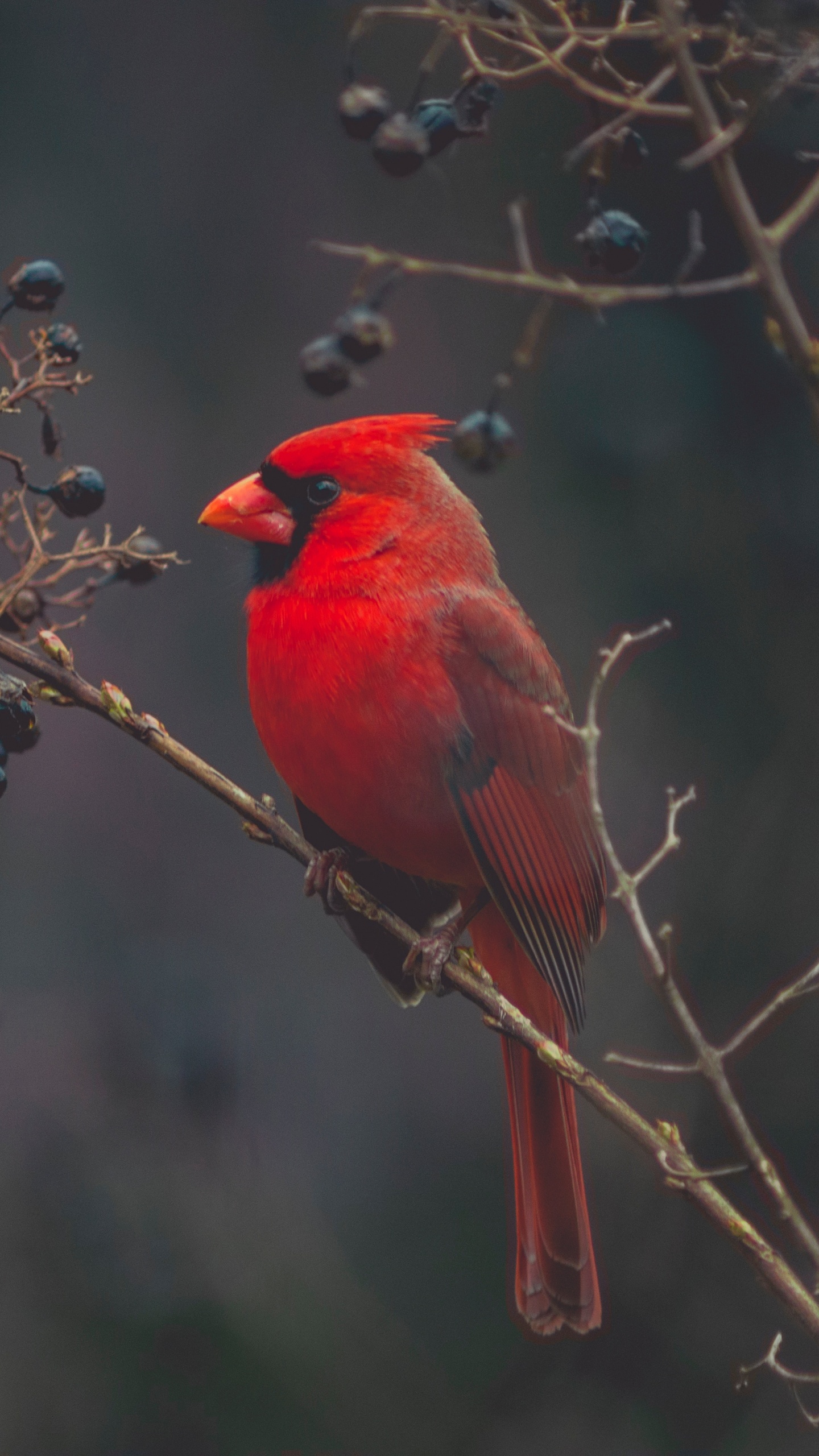 Обои Северный кардинал, количественное числительное, птица, клюв, живая природа в разрешении 1440x2560