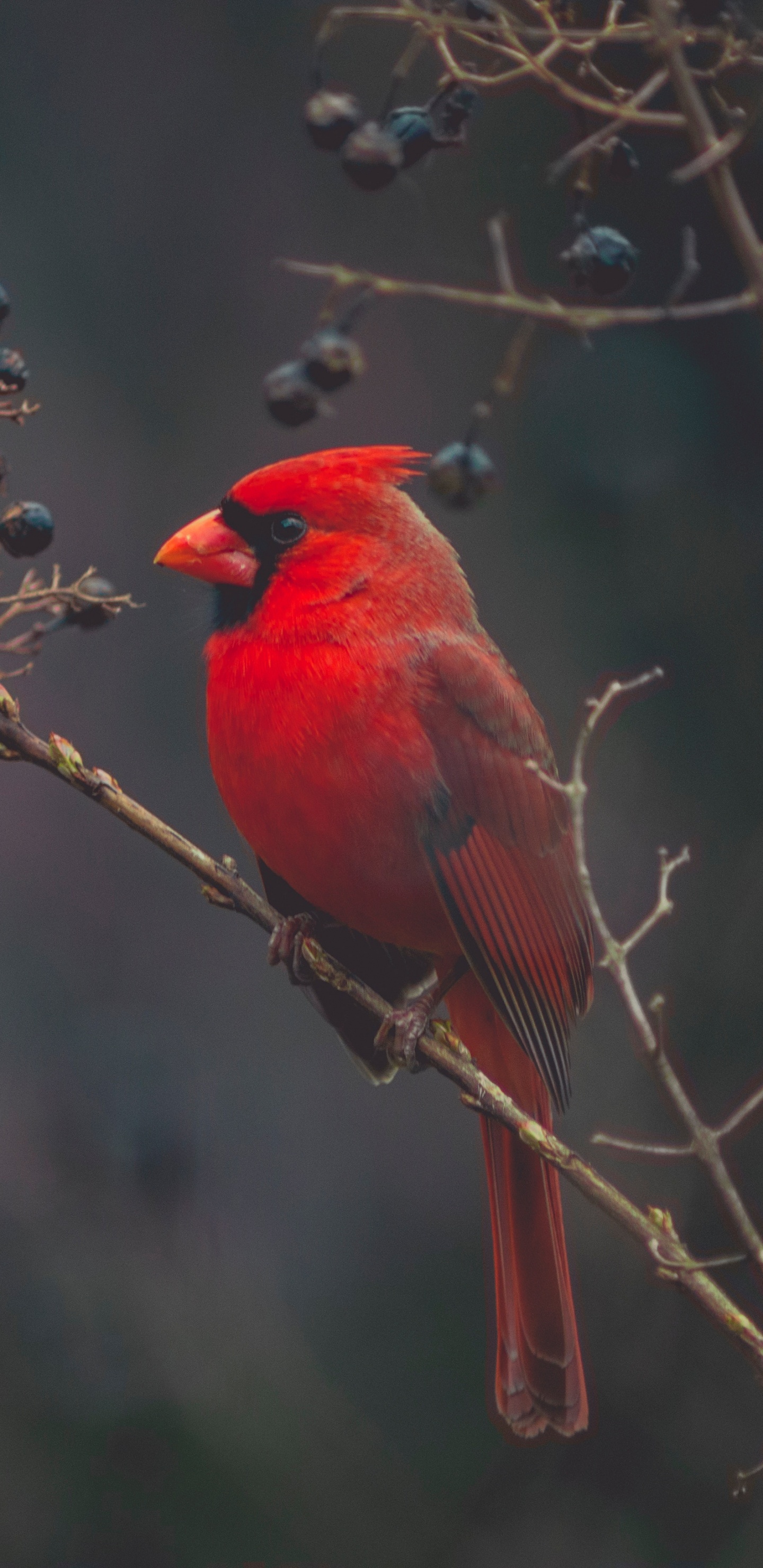 Обои Северный кардинал, количественное числительное, птица, клюв, живая природа в разрешении 1440x2960