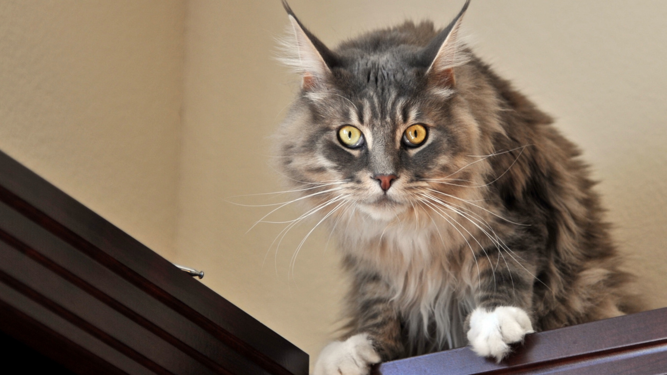 Обои кот, котенок, мейн кун, норвежский лесной кот, кошачьих в разрешении 1366x768