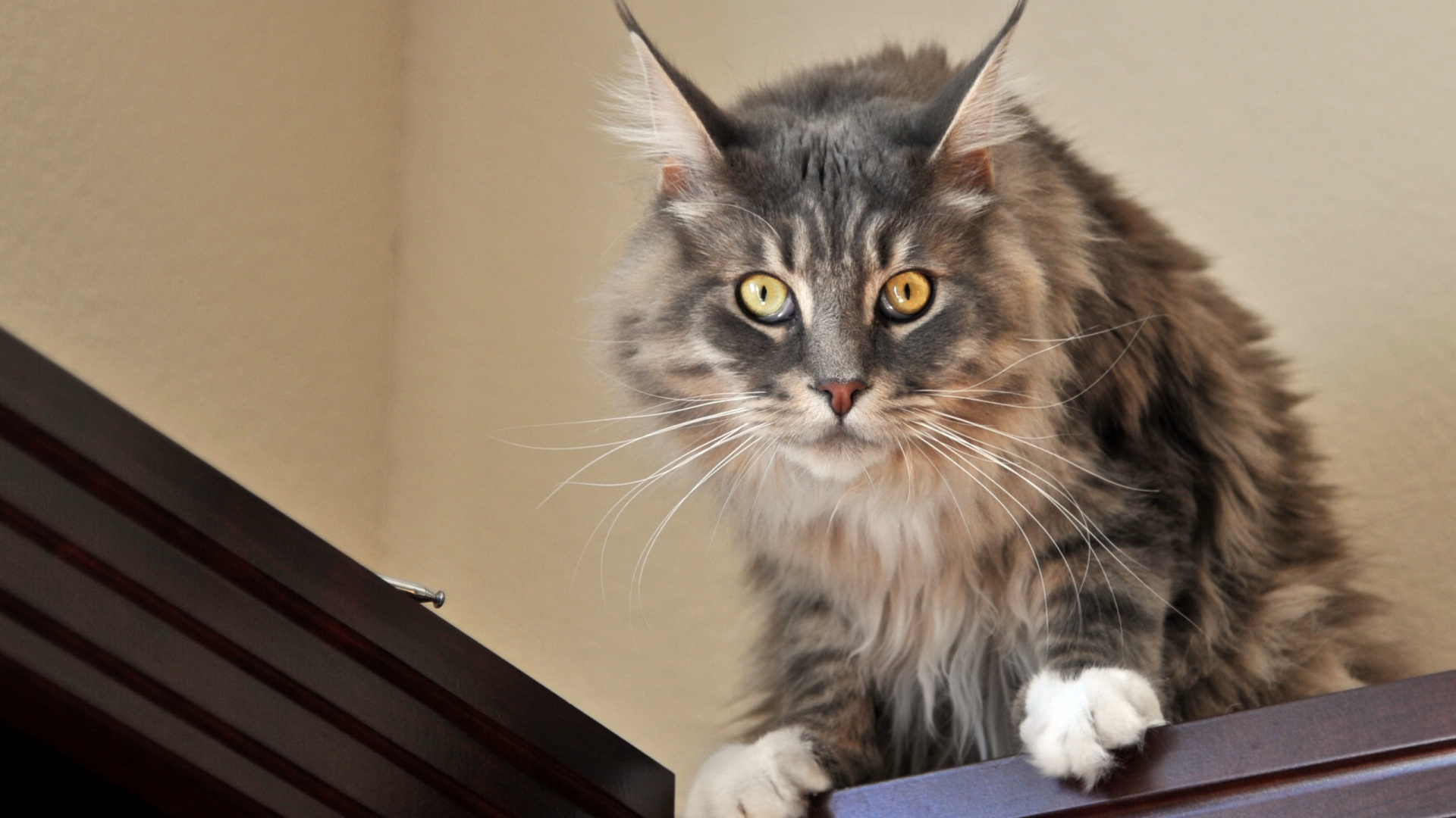 Обои кот, котенок, мейн кун, норвежский лесной кот, кошачьих в разрешении 1920x1080