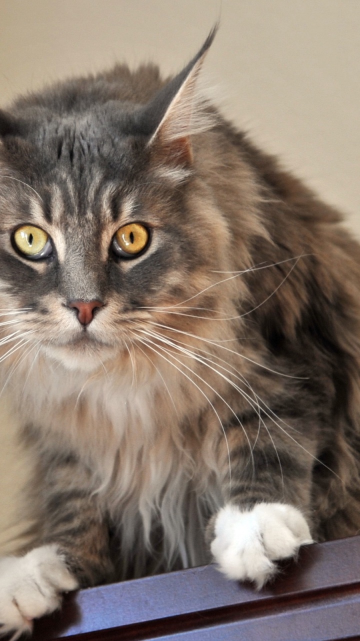 Обои кот, котенок, мейн кун, норвежский лесной кот, кошачьих в разрешении 720x1280