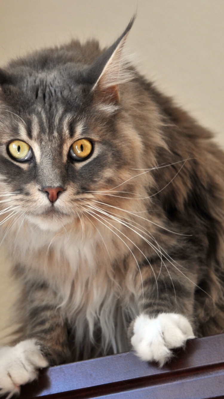 Обои кот, котенок, мейн кун, норвежский лесной кот, кошачьих в разрешении 750x1334